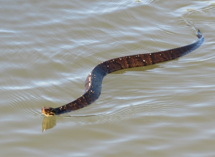 Cottonmouth
